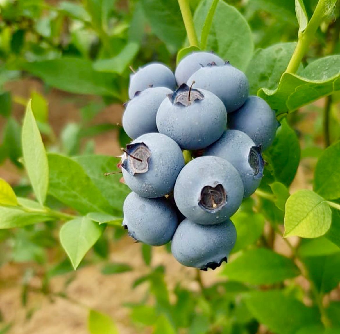 Logo de acreditación